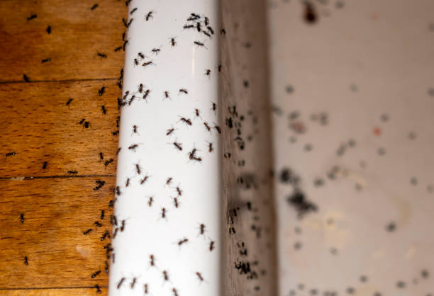 Best Wildlife Control Services  in Auburn, CA