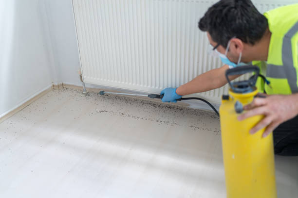 Best Wasp Removal Services  in Auburn, CA